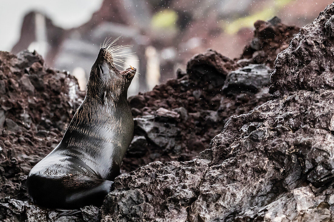 Adult Galapagos fur seal (Arctocephalus galapagoensis), hauled out on Santiago Island, Galapagos, Ecuador, South America
