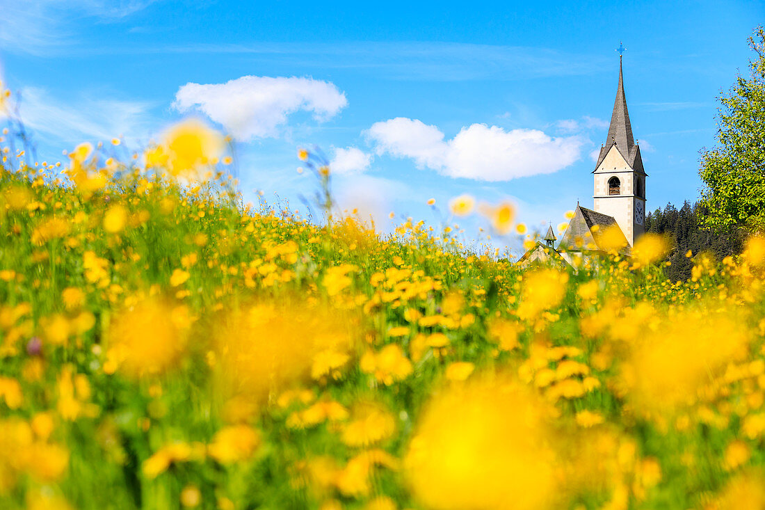 Blühende gelbe Blumen rund um die Alpenkirche von Schmitten, Bezirk Albula, Kanton Graubünden, Schweiz, Europa