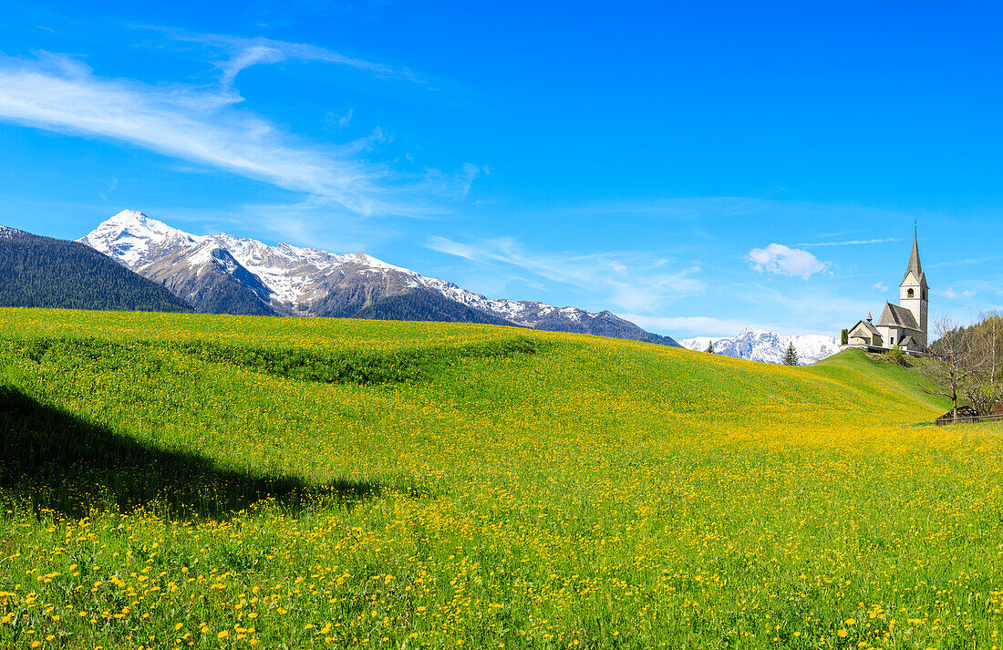 Panoramic of valley covered with yellow flowers, Schmitten, District of Albula, Canton of Graubunden, Switzerland, Europe