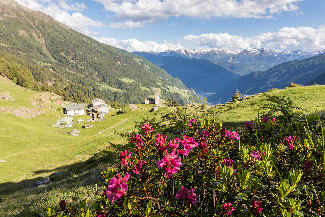 Rhododendrons and alpine village, San Romerio Alp, Brusio, Canton of Graubunden, Poschiavo Valley, Switzerland, Europe