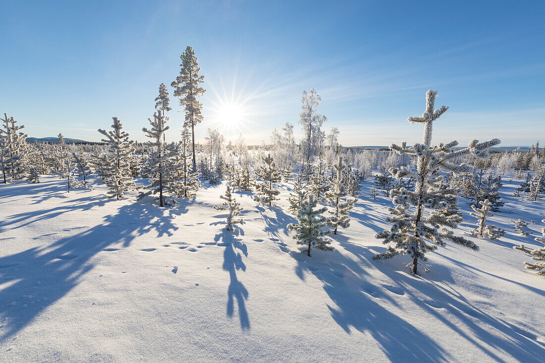 Sunburst on frozen trees covered with snow, Kiruna, Norrbotten County, Lapland, Sweden, Scandinavia, Europe