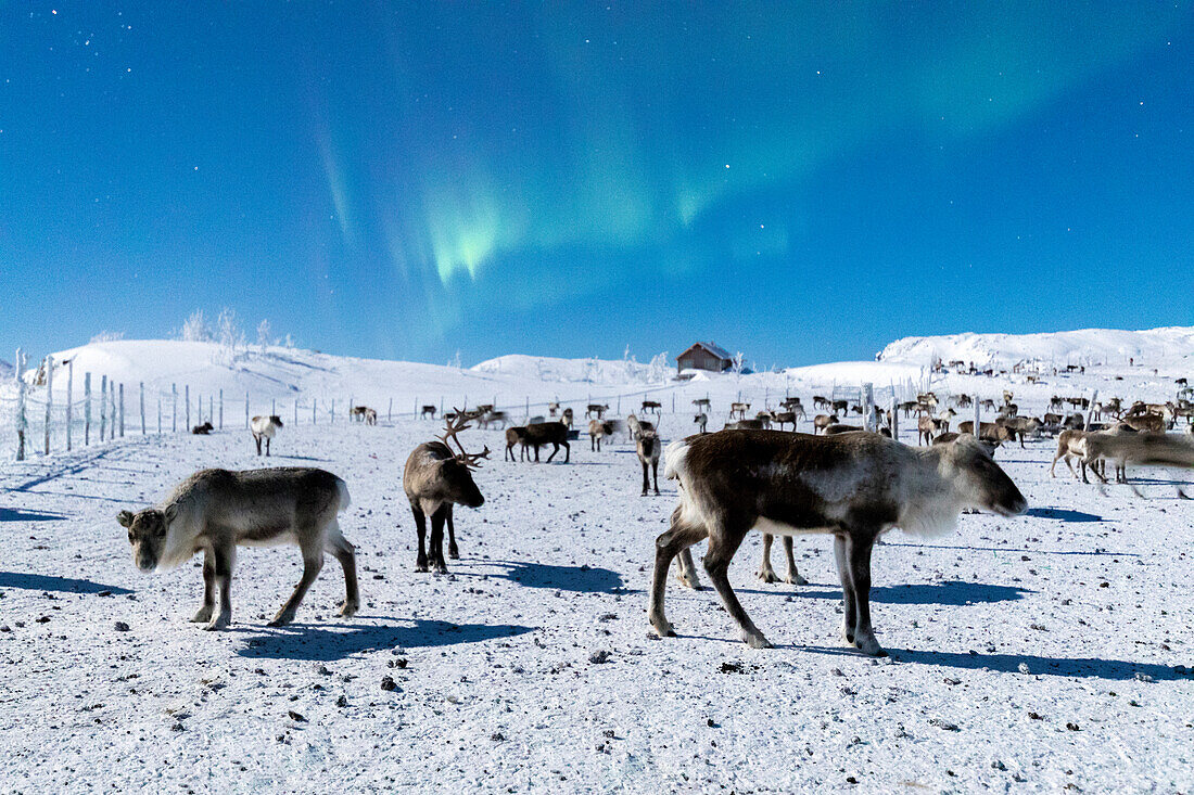 Flock of reindeer under Northern Lights (Aurora Borealis), Abisko, Kiruna Municipality, Norrbotten County, Lapland, Sweden, Scandinavia, Europe