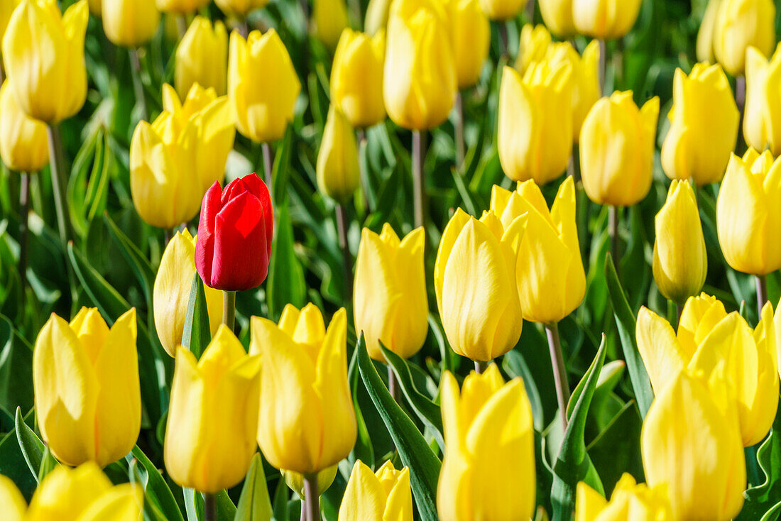 Einzelne rote Tulpe in einem Feld mit gelben Tulpen, Yersekendam, Provinz Zeeland, Niederlande, Europa