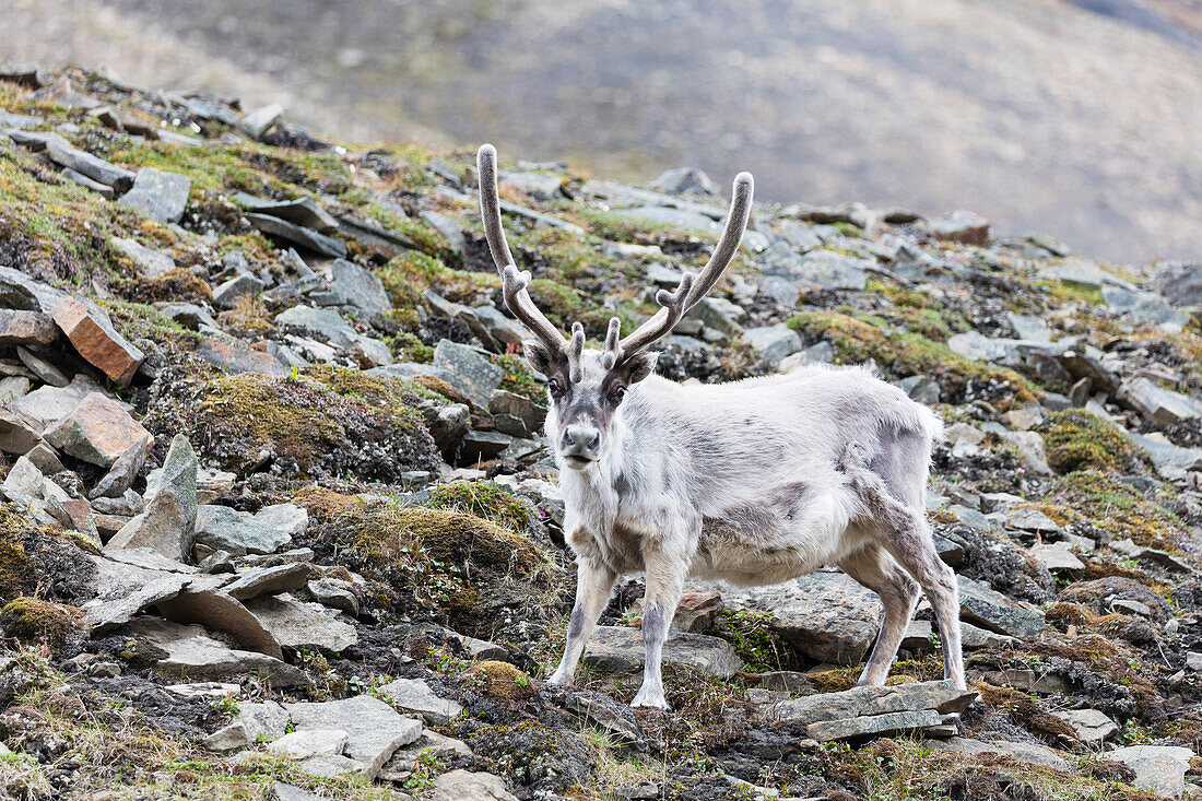 Reindeer (Rangifer tarandus), Spitsbergen, Svalbard, Arctic, Norway, Europe