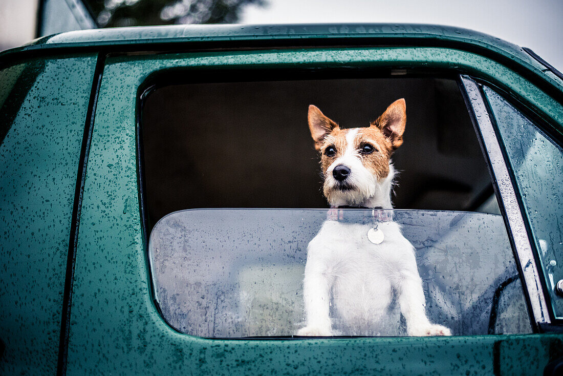 Dog looking out of window, game-shooting, England, United Kingdom, Europe