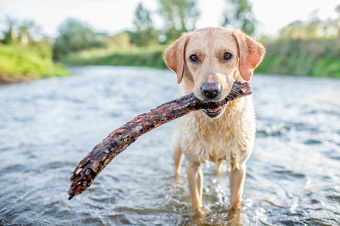 Labrador in a river with a stick, Oxfordshire, England, United Kingdom, Europe