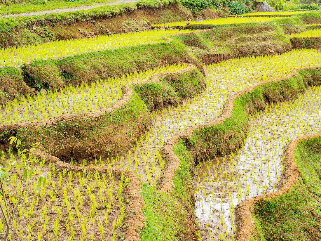 Rice terraces on a steep hill, Tana Toraja, Sulawesi, Indonesia, Southeast Asia, Asia