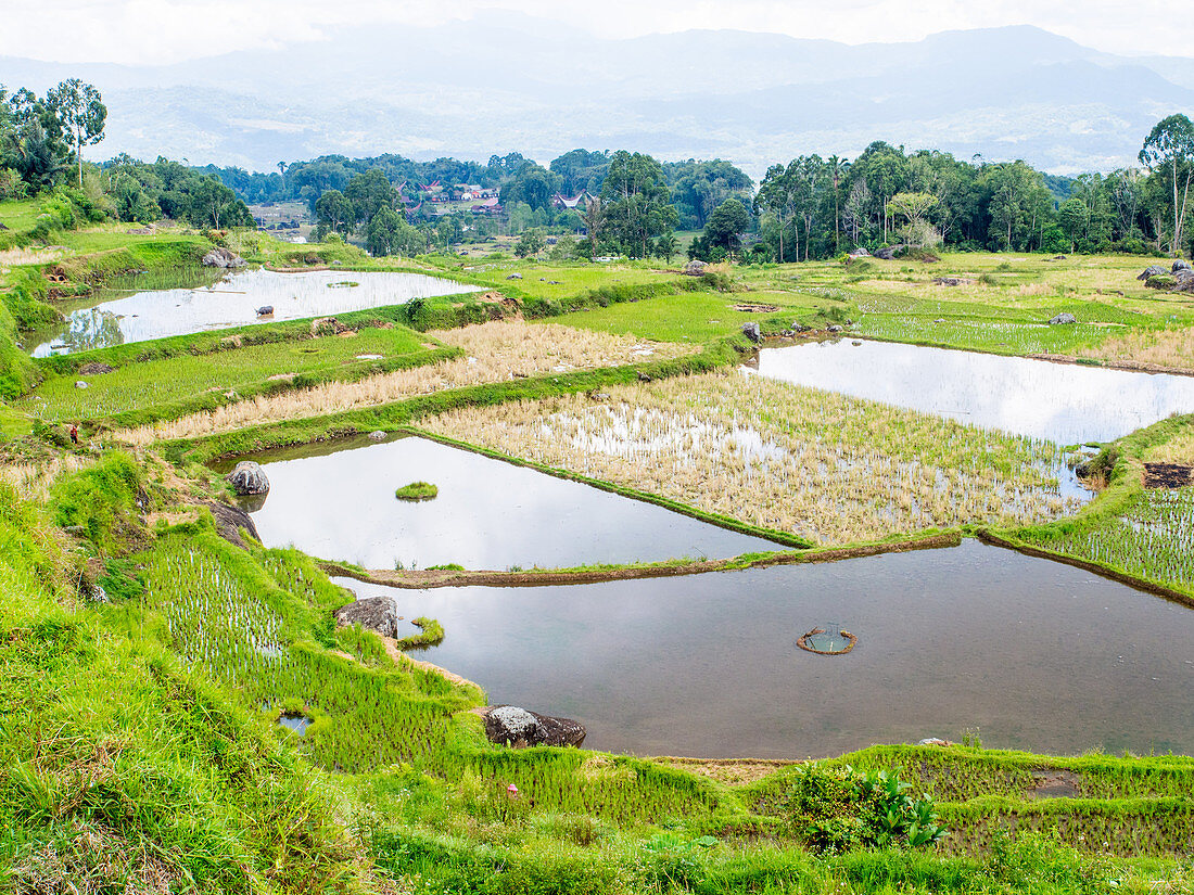 Rice paddies and mountains, Tana Toraja, Sulawesi, Indonesia, Southeast Asia, Asia