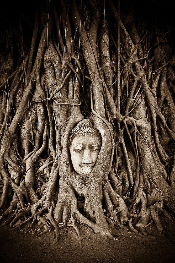 Stone Buddha head statue stands within the branches of a tree in a temple of Ayutthaya, UNESCO World Heritage Site, Thailand, Southeast Asia, Asia