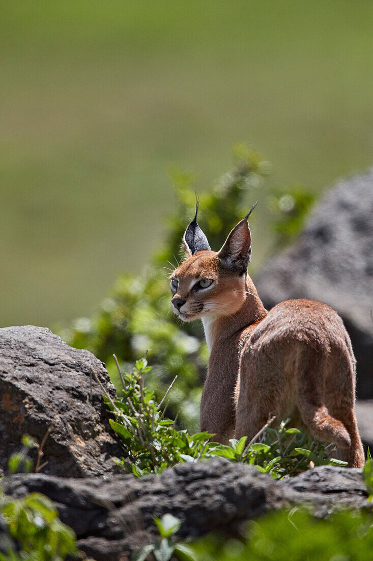 Caracal (Caracal caracal), Ngorongoro Crater, Tanzania, East Africa, Africa