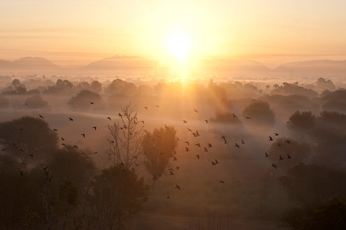 Flock of birds flying above atmospheric misty early morning landscape of trees and hills at sunrise, Samode, Rajasthan, India, Asia