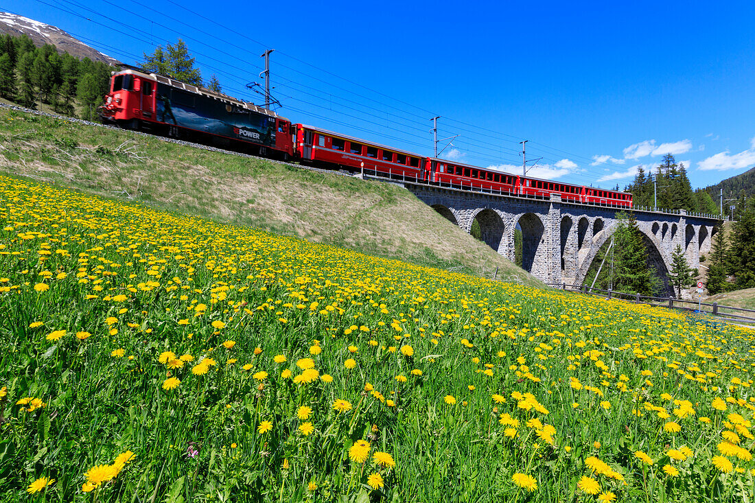 Bernina Express train on Cinuos-chel Viadukt in spring, St. Moritz, Majola, Canton of Graubunden, Switzerland, Europe