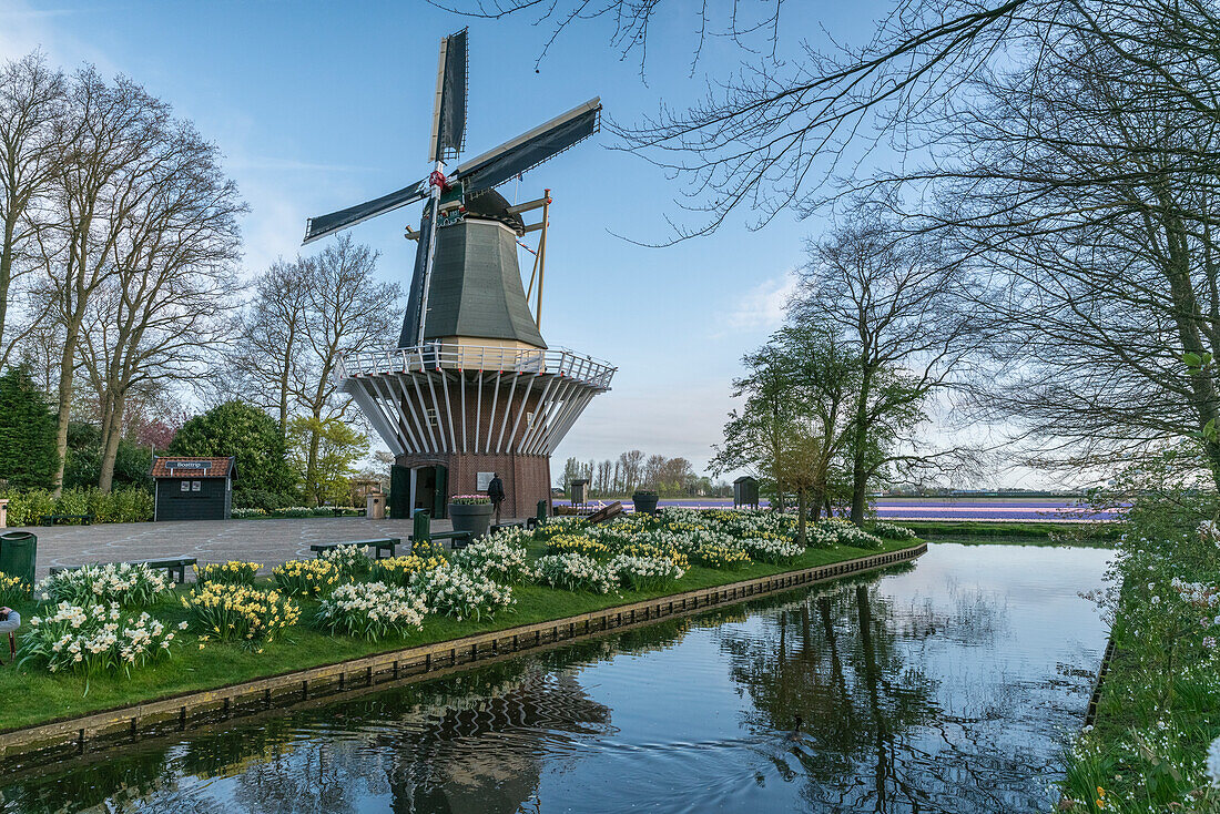 Windmill, daffodils and water canal at Keukenhof Gardens, Lisse, South Holland province, Netherlands, Europe