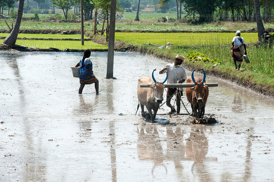 Man ploughing rice paddy with pair of bullocks, ready for planting new crop of rice, Tamil Nadu, India, Asia