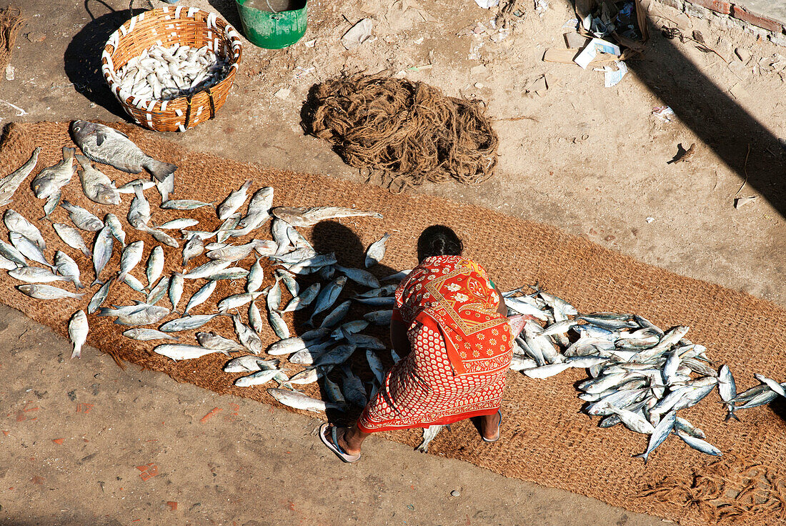 Woman sorting fresh fish catch, spread out on coir matting and left in the sun to dry, Pamban Straits, Rameshwaram, Tamil Nadu, India, Asia