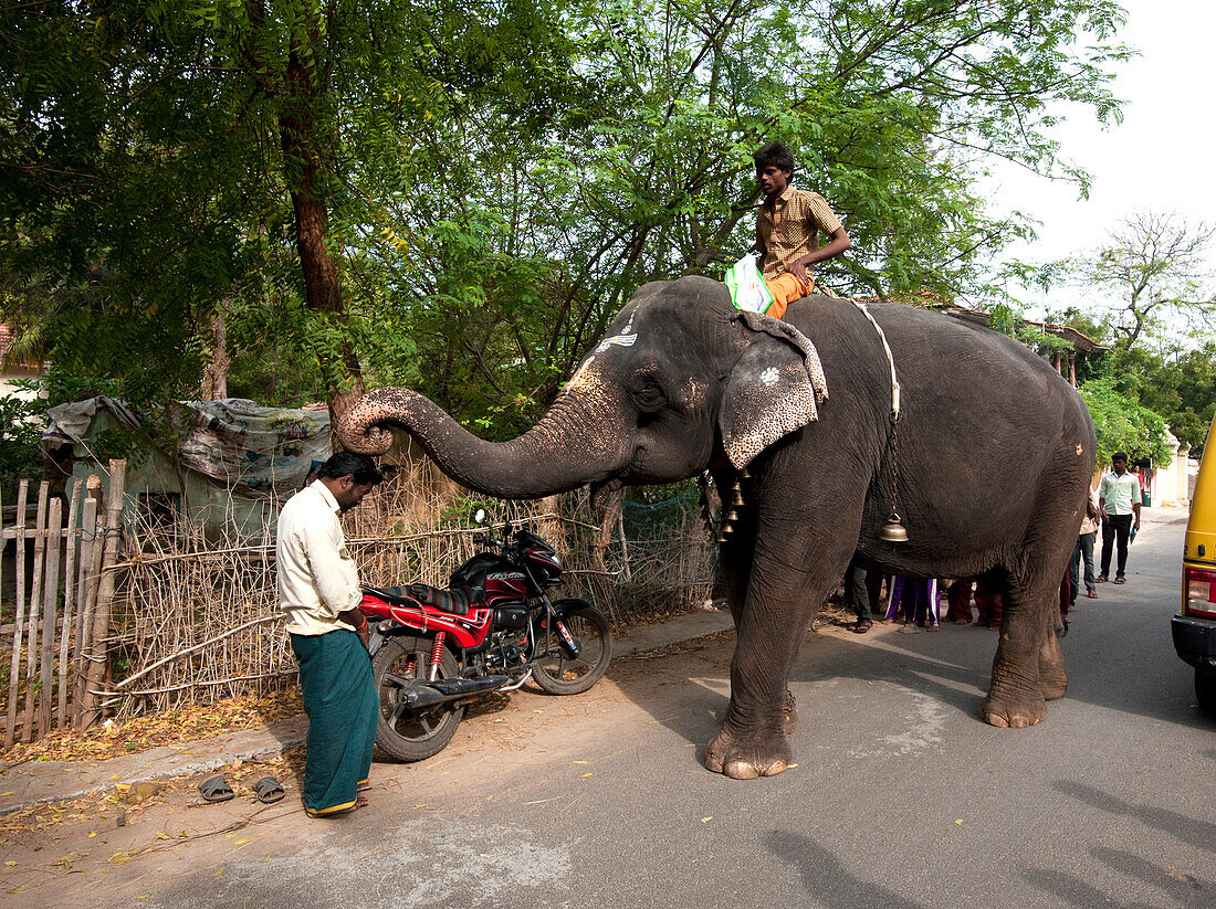 Temple elephant pausing to bless a man in the street with its trunk, Tranquebar, Tamil Nadu, India, Asia