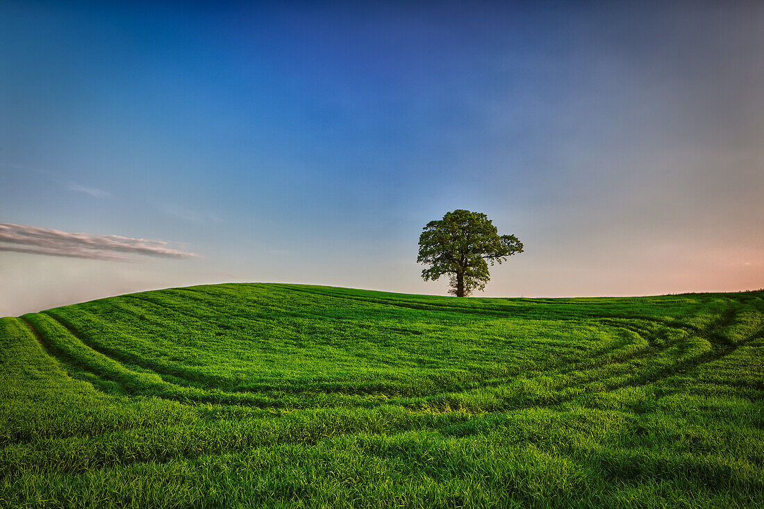 tree, Rastorf, Schwentinental, Schleswig Holstein, Germany