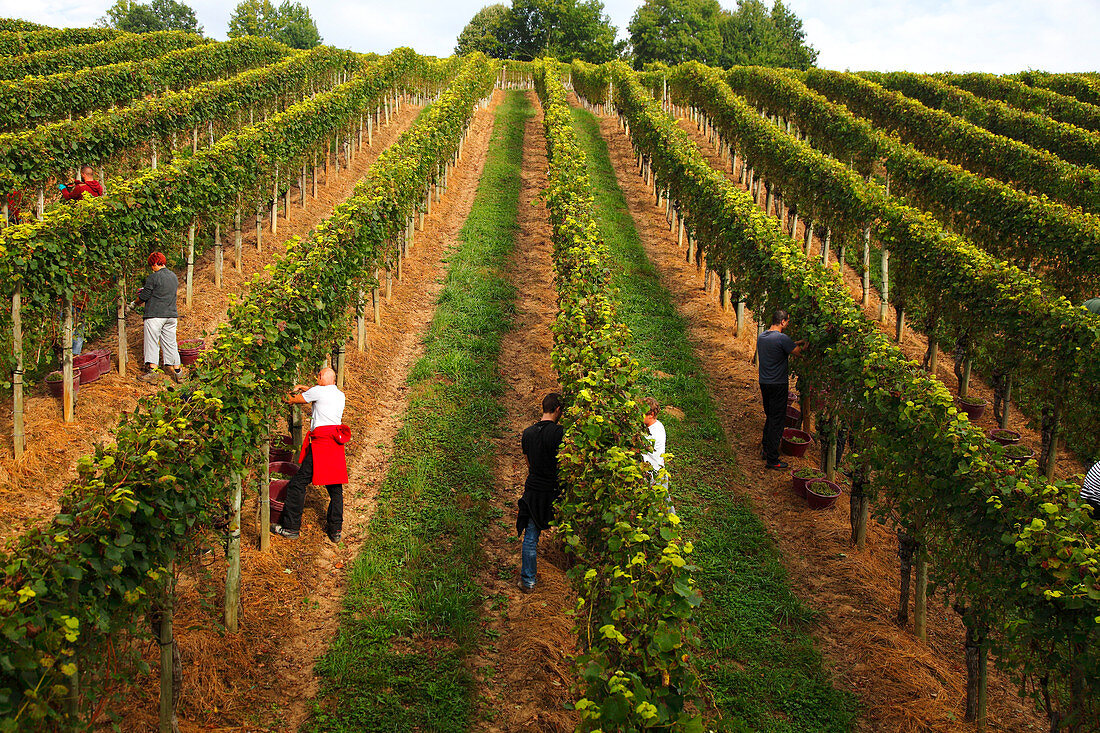 France, Aquitaine, Pyrenees Atlantiques,  region of Bearn, Gan, Jurancon vineyard