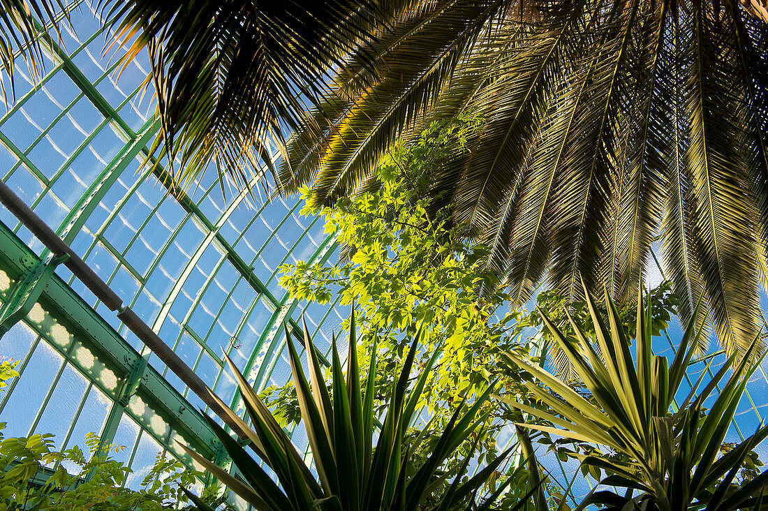 Paris 16th district. Garden of the greenhouses of Auteuil. Inside of the great greenhouse