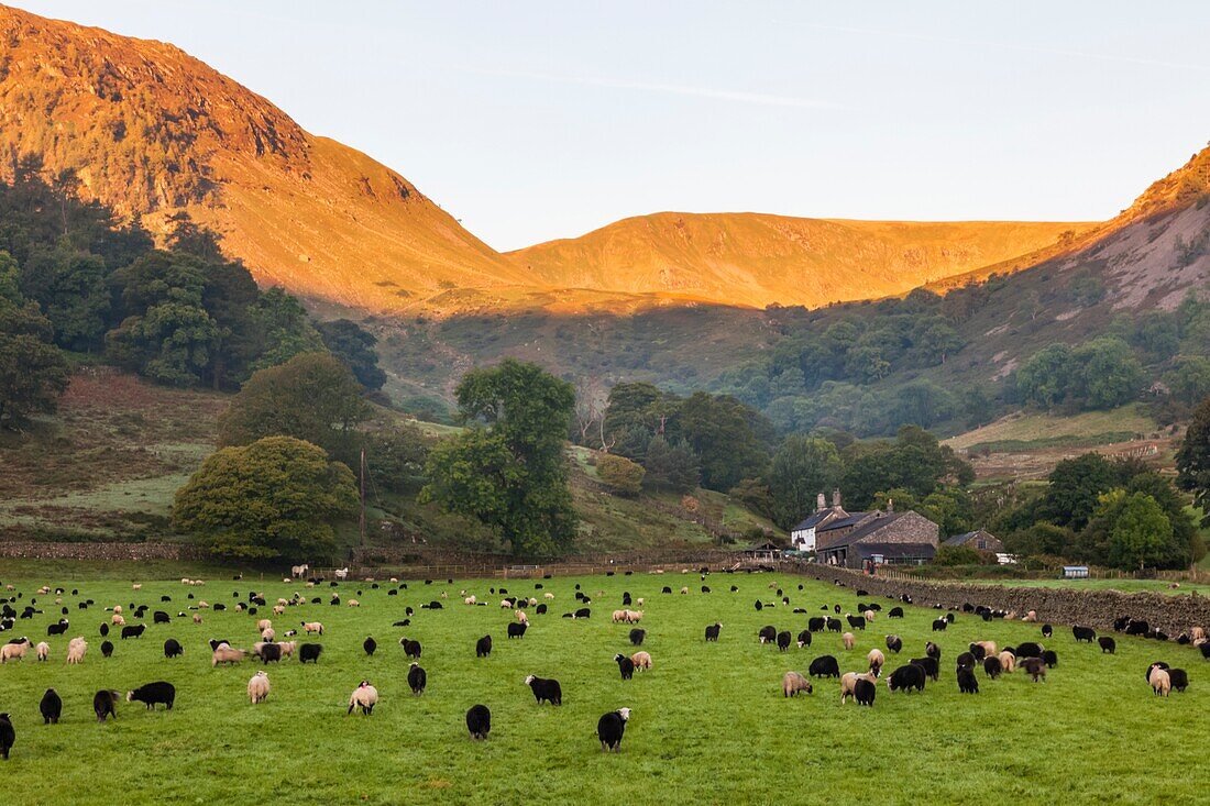 England, Cumbria, Lake District, Ullswater, Farm at Glenridding
