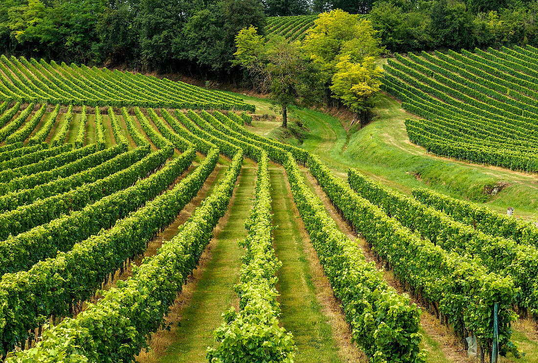 France, Gironde, AOC Castillon Cotes de Bordeaux vine rows on a hillside