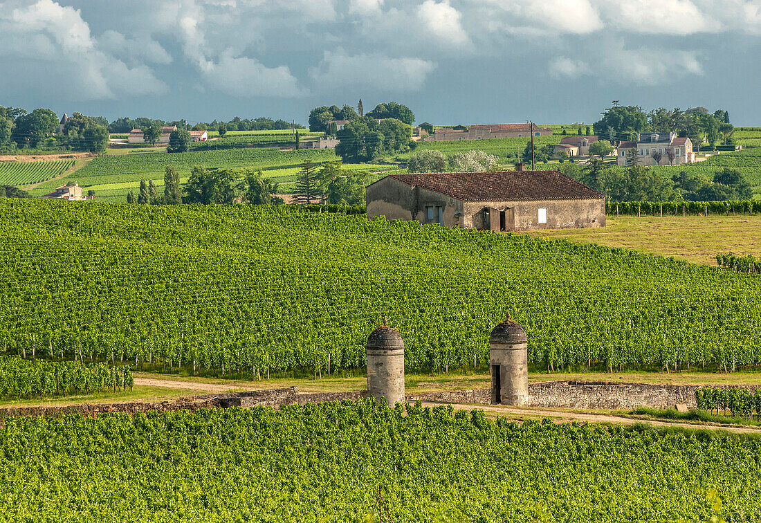 France, Gironde, Montagne, vineyard of the Chateau St Georges from the AOC St Georges-St Emilion