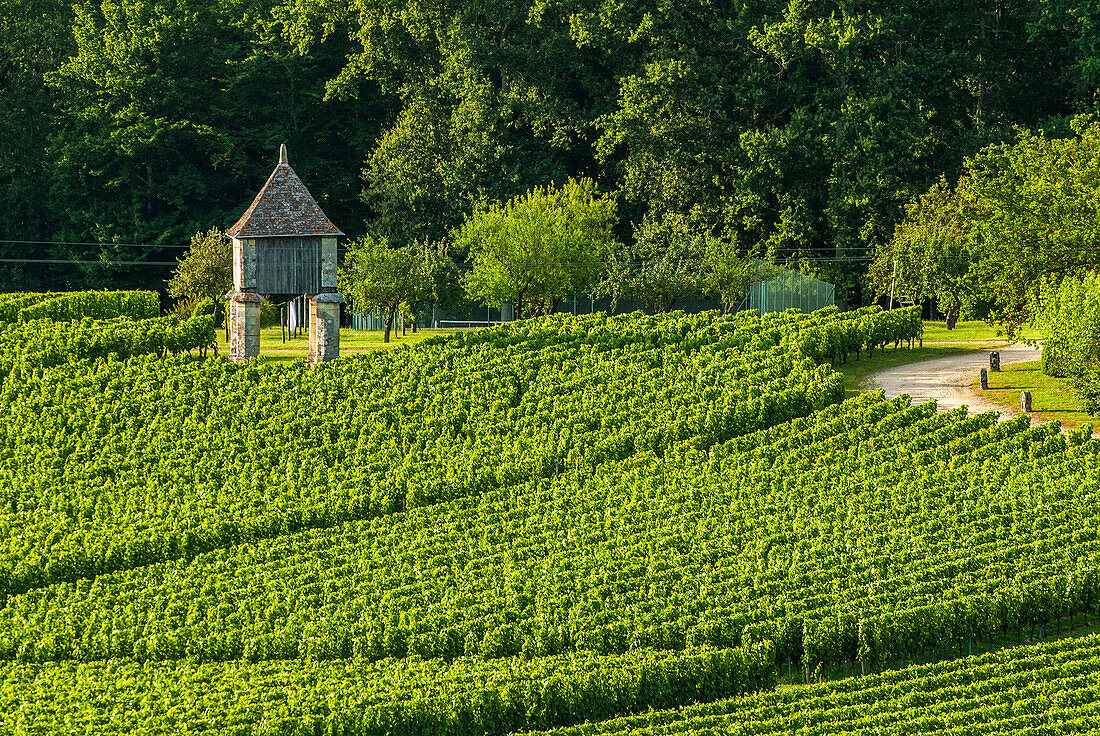 France, Gironde, St Emilion, dovecote and vines of the Chateau Corbin (UNESCO World Heritage)