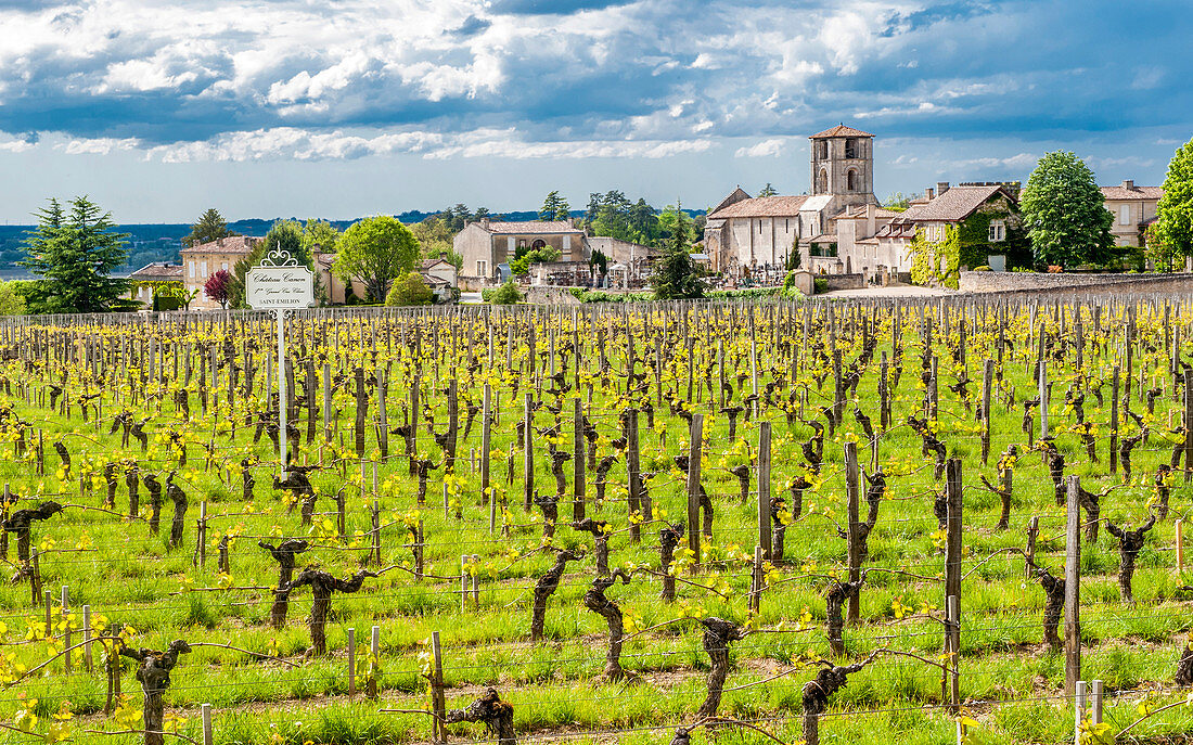 France, Gironde, St Emilion, St Martin-de-Mazerat church and Chateau Canon vineyard (UNESCO World Heritage)