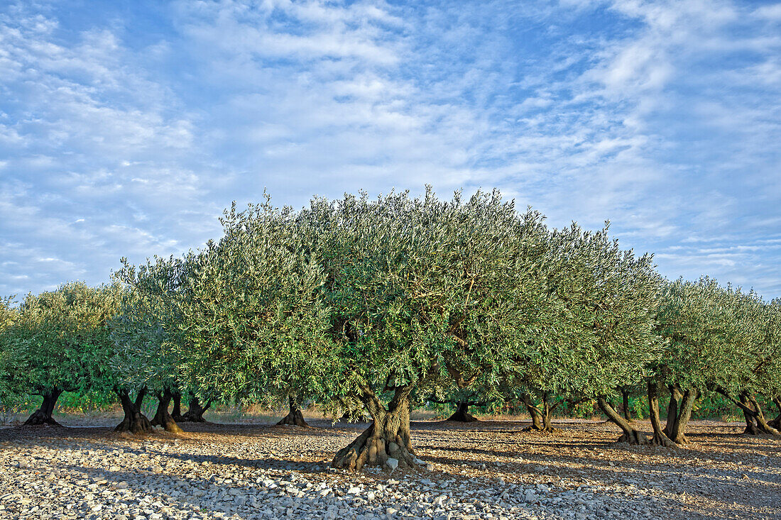 France, Herault, olive trees plantation