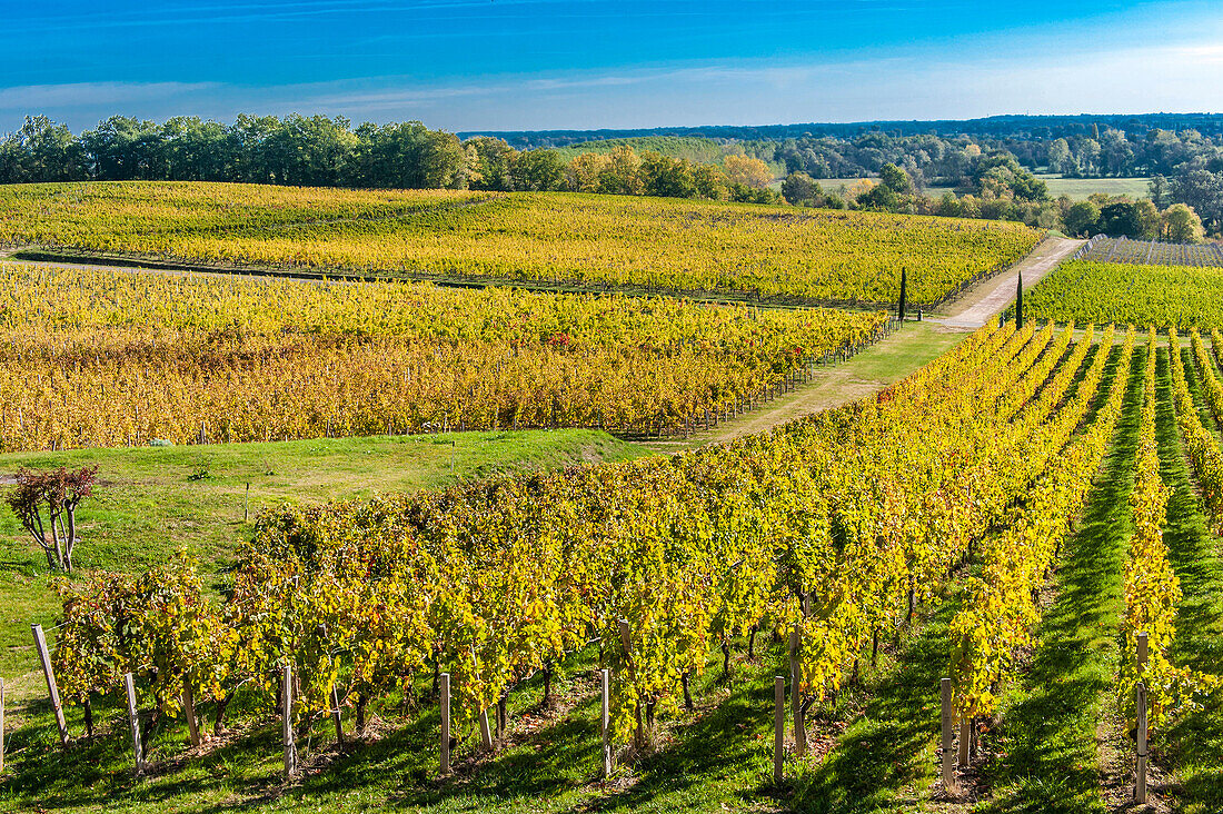 France, Gironde, AOC Fronsac vineyard of Chateau de Carles