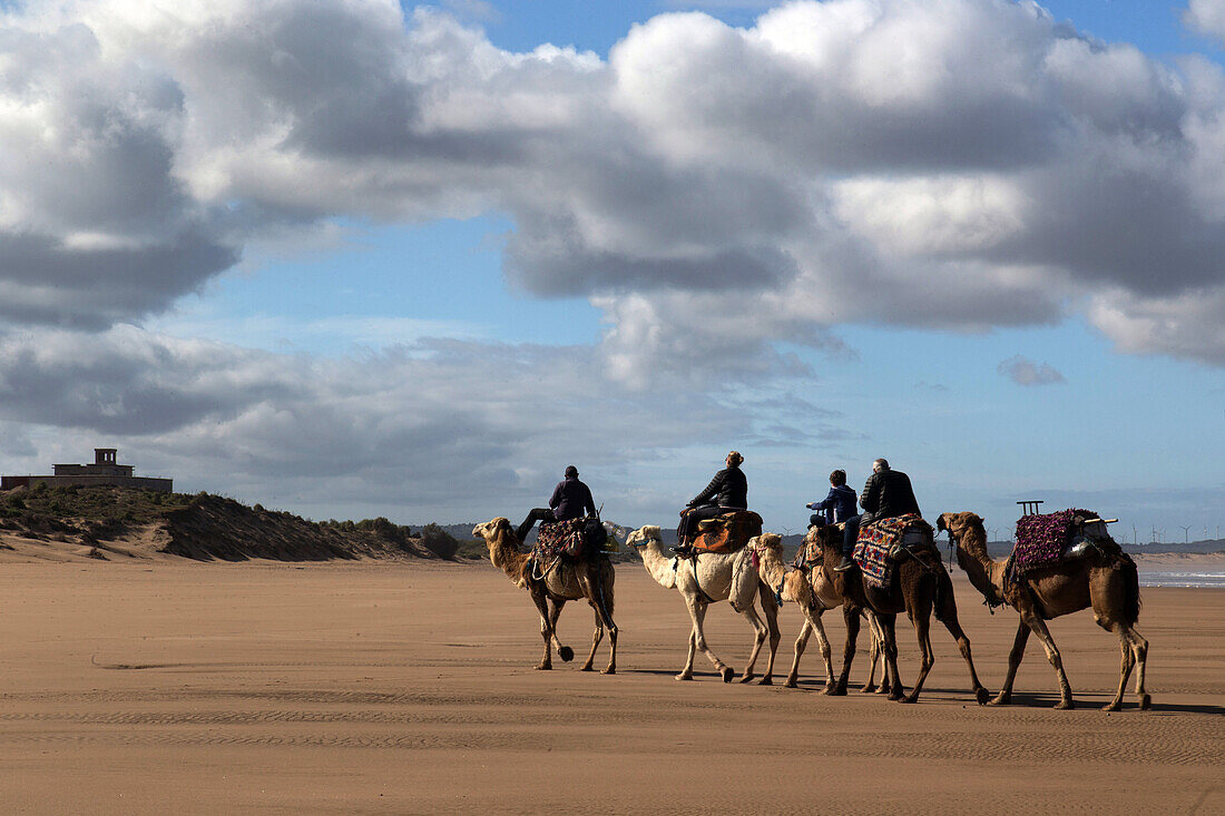 camel ride on taghart beach and, in the background, the portuguese fort, essaouira, mogador, atlantic ocean, morocco, africa