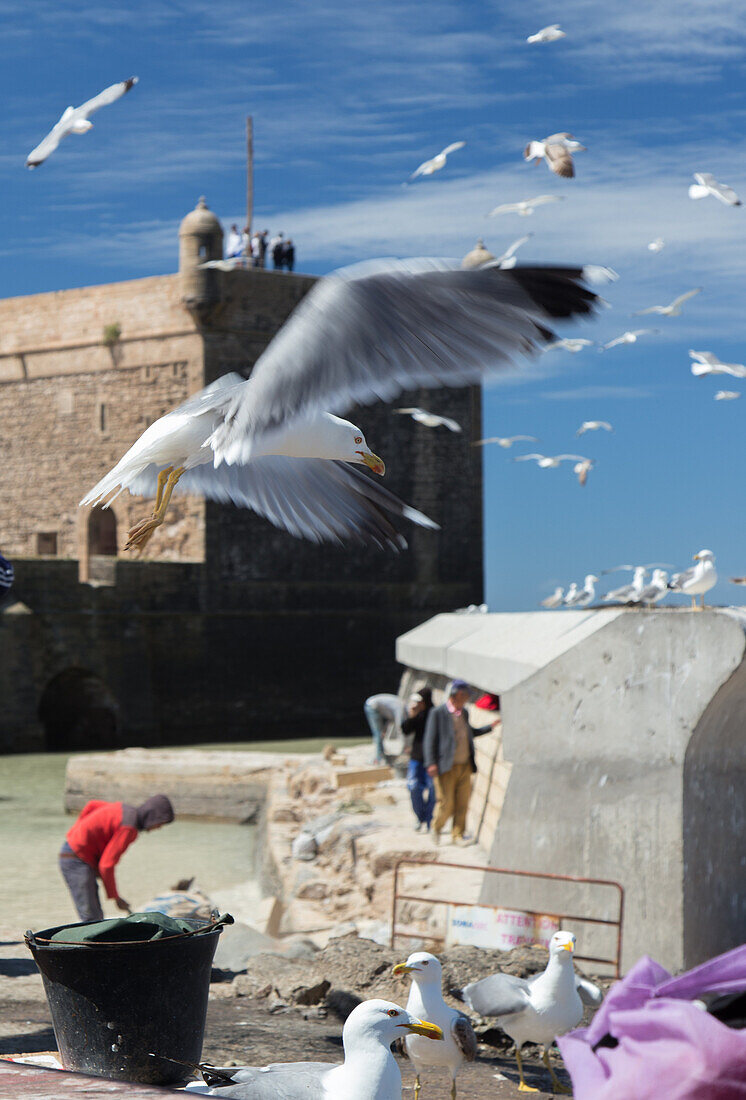 the skala and the bastion of the port, repairs and reinforcement of the inner dock, curious and hungry seagulls, essaouira, mogador, atlantic ocean, morocco, africa