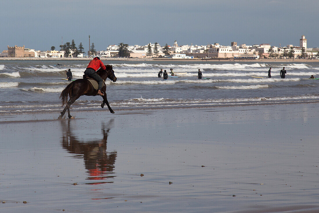 in the background, the medina and the ben youssef mosque, customs office with the entrance to the old port, horse galloping on taghart beach, essaouira, mogador, atlantic ocean, morocco, africa