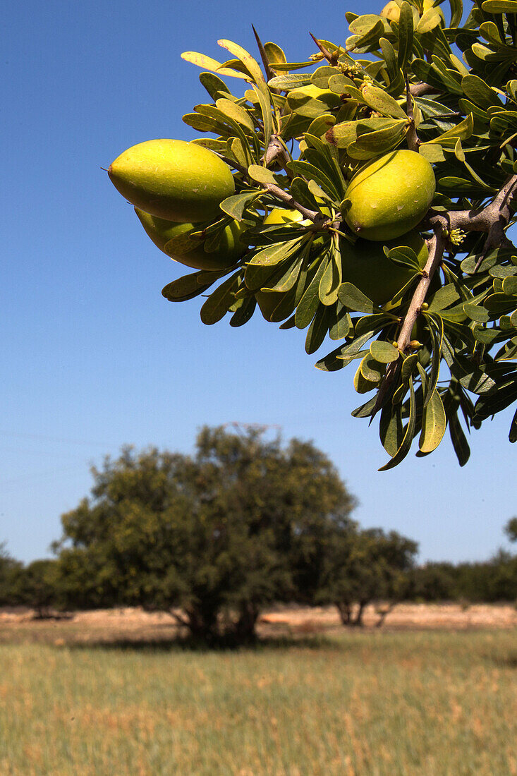 fruit of the argan tree in an argania plantation, region of essaouira, mogador, atlantic ocean, morocco, africa