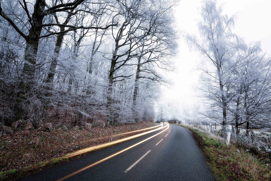 glowing trail from a car's headlamps on a road surrounded by trees covered in frost,  forest of cernay-la-ville, vaux de cernay, yvelines (78), ile de france, france