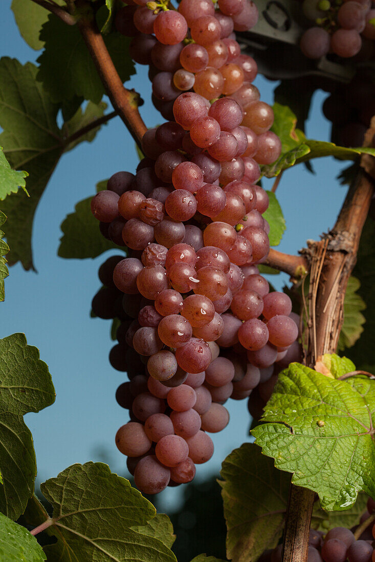 gewurtztraminer grapes