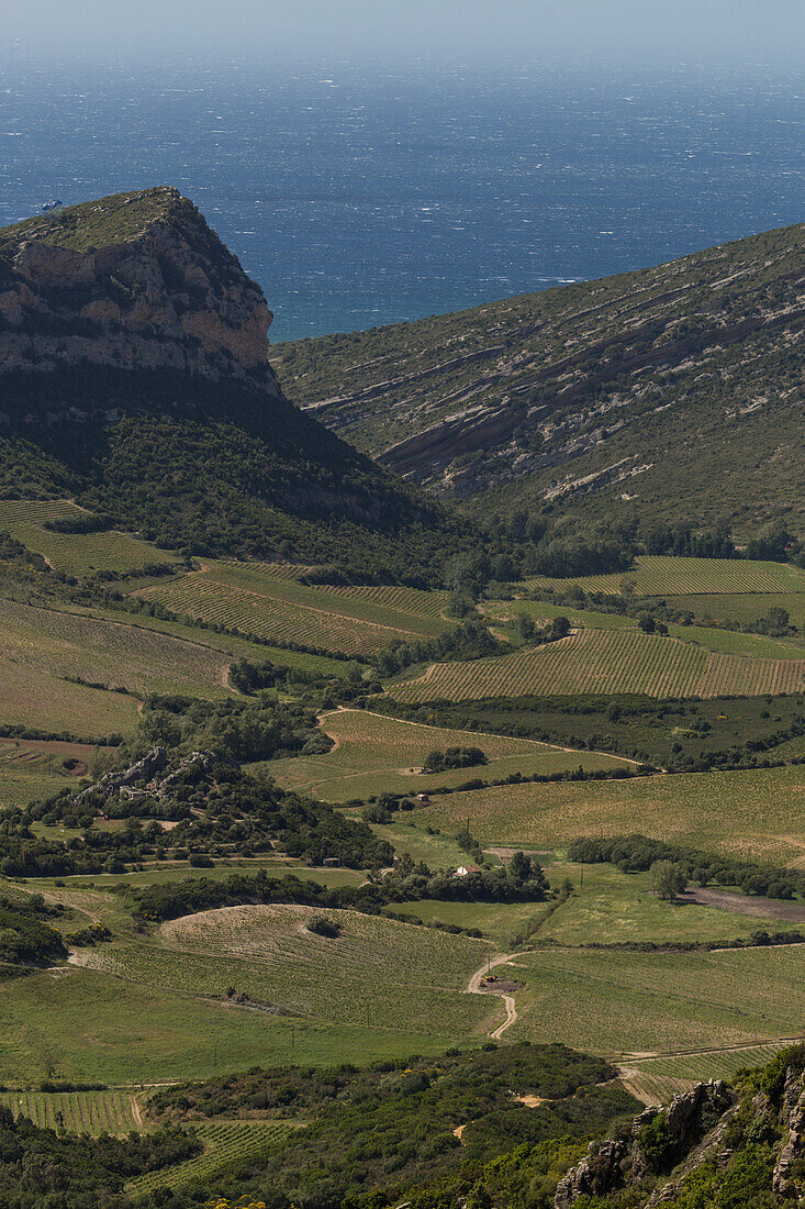 aerial view, vineyards of patrimonio, (2b) upper corsica, france