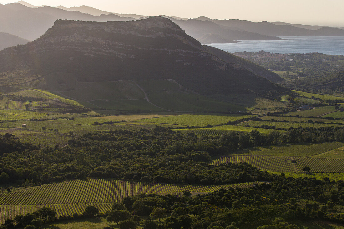 aerial view, vineyards of patrimonio, (2b) upper corsica, france