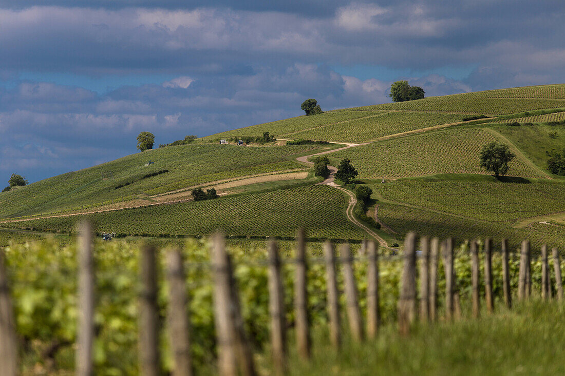 vineyards of sancerre, (18) cher, centre - loire valley, france