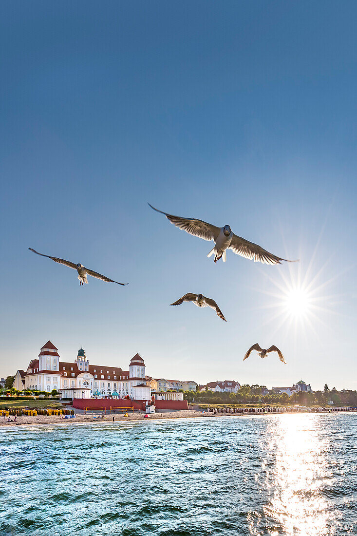 Seagulls and Kurhaus at sunset, Binz, Ruegen Island, Mecklenburg-Western Pomerania, Germany