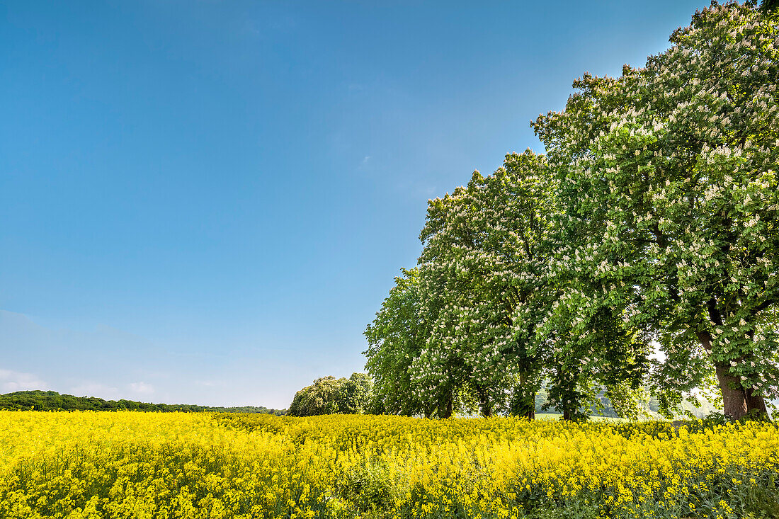 Rapeseed field and chestnut alley, Lancken-Granitz, Ruegen Island, Mecklenburg-Western Pomerania, Germany