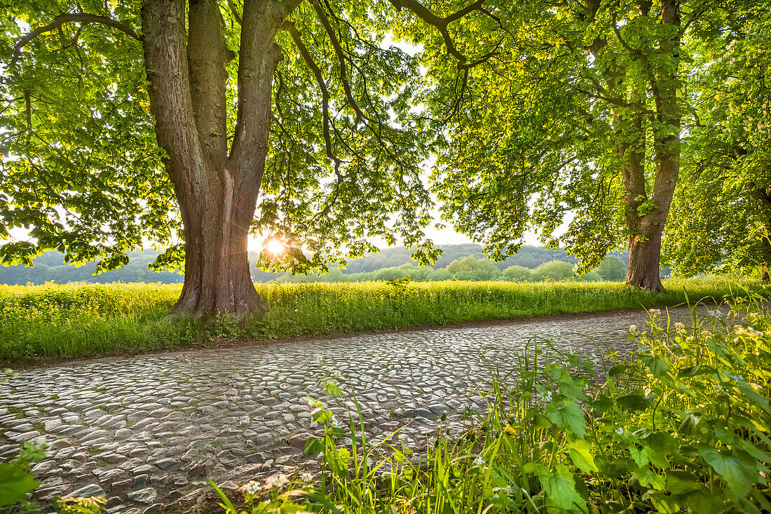 Chestnut alley, Lancken-Granitz, Ruegen Island, Mecklenburg-Western Pomerania, Germany