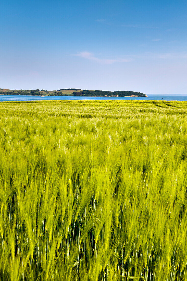 Reddevitzer Höft, Mönchgut, Rügen, Mecklenburg-Vorpommern, Deutschland