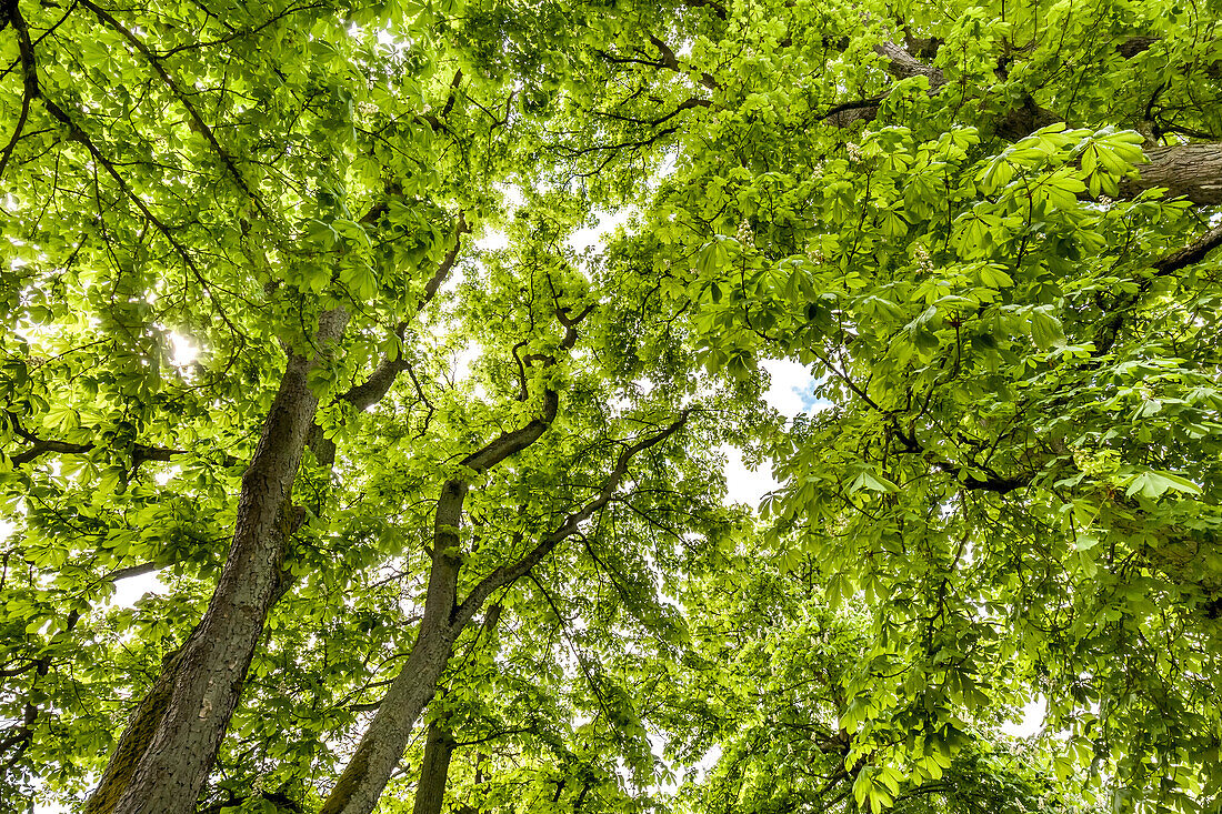 Baum im Gegenlicht, Schlosspark, Puttbus, Rügen, Mecklenburg-Vorpommern, Deutschland