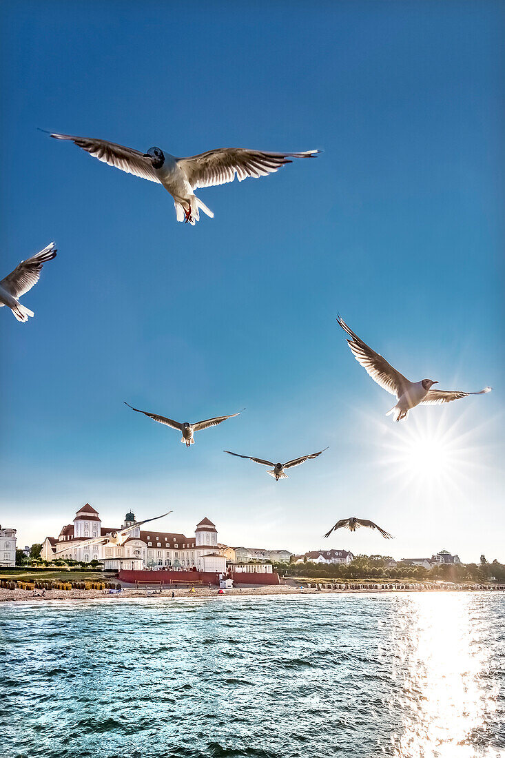 Seagulls and Kurhaus at sundown, Binz, Rügen Island, Mecklenburg-Western Pomerania, Germany