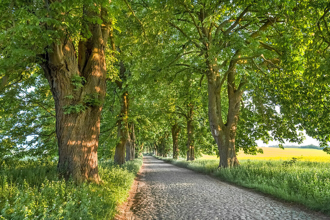 Kastanienallee, Lancken-Granitz, Rügen, Mecklenburg-Vorpommern, Deutschland