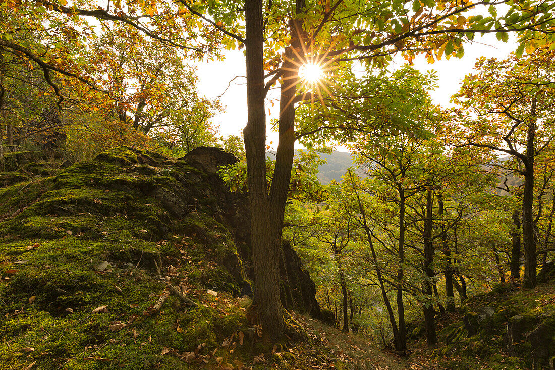 Rocky landscape of the Ahr valley, near  Altenahr, Ahrsteig hiking trail, Ahr, Rhineland-Palatinate, Germany