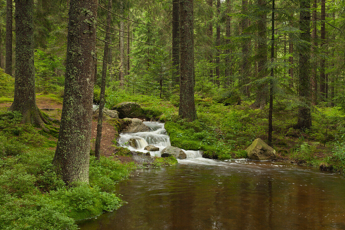 Upper course of Weisser Regen rivulet, which has its source at Kleiner Arbersee, Bavarian Forest, Bavaria, Germany