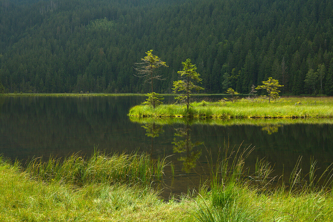 Floating vegetation mat, afloat isle at Kleiner Arbersee, Bavarian Forest, Bavaria, Germany