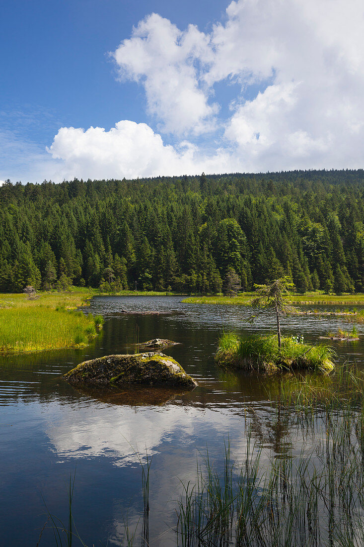 Floating vegetation mat, afloat isle at Kleiner Arbersee, Bavarian Forest, Bavaria, Germany